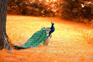 更应该用现实向孩子解释死亡盘问稿